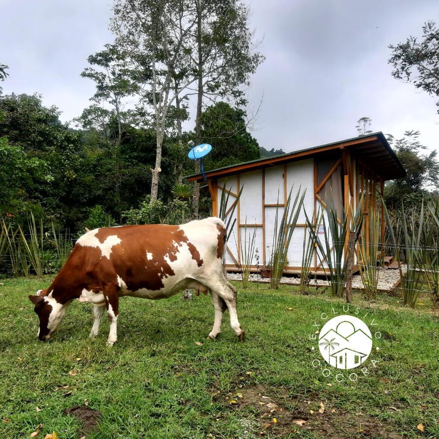 Exclusivo Cocora Con Jacuzzi Salento Quindio Villa Exteriör bild