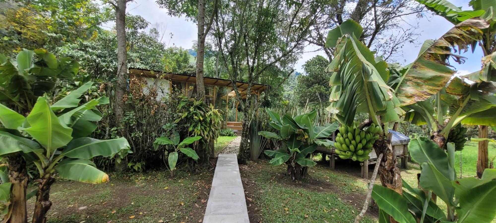 Exclusivo Cocora Con Jacuzzi Salento Quindio Villa Exteriör bild