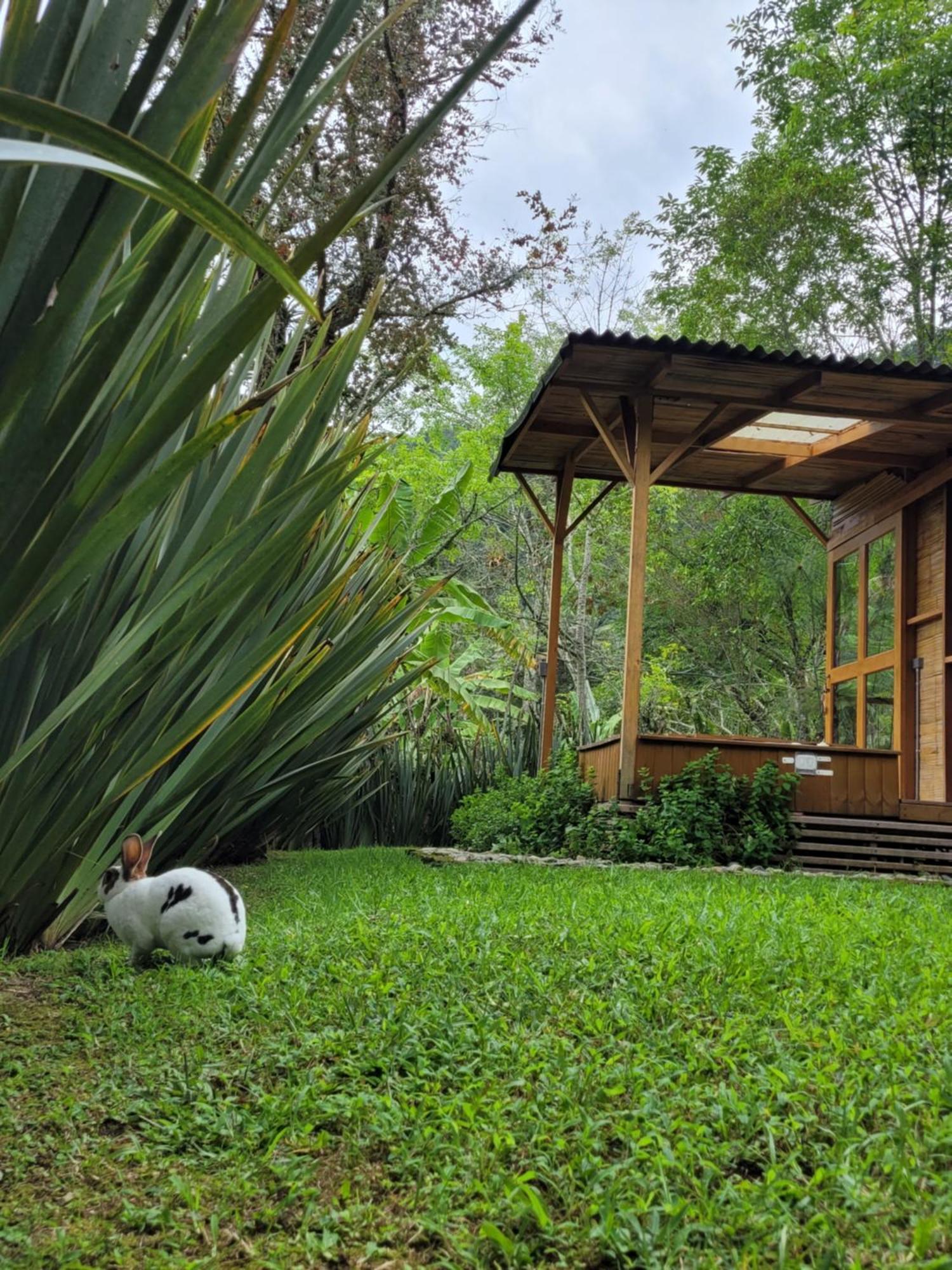 Exclusivo Cocora Con Jacuzzi Salento Quindio Villa Exteriör bild